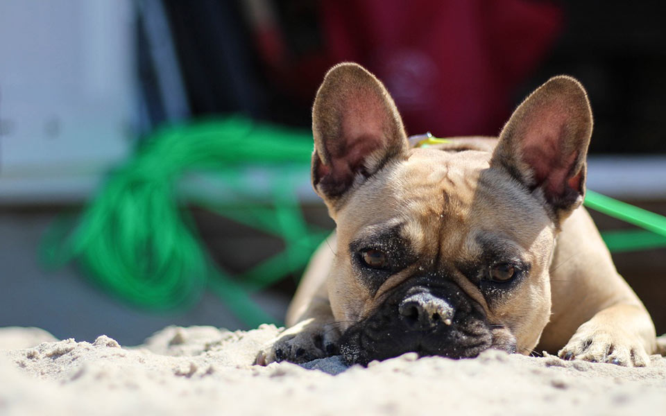 In Spiaggia Con Fido Pleinair