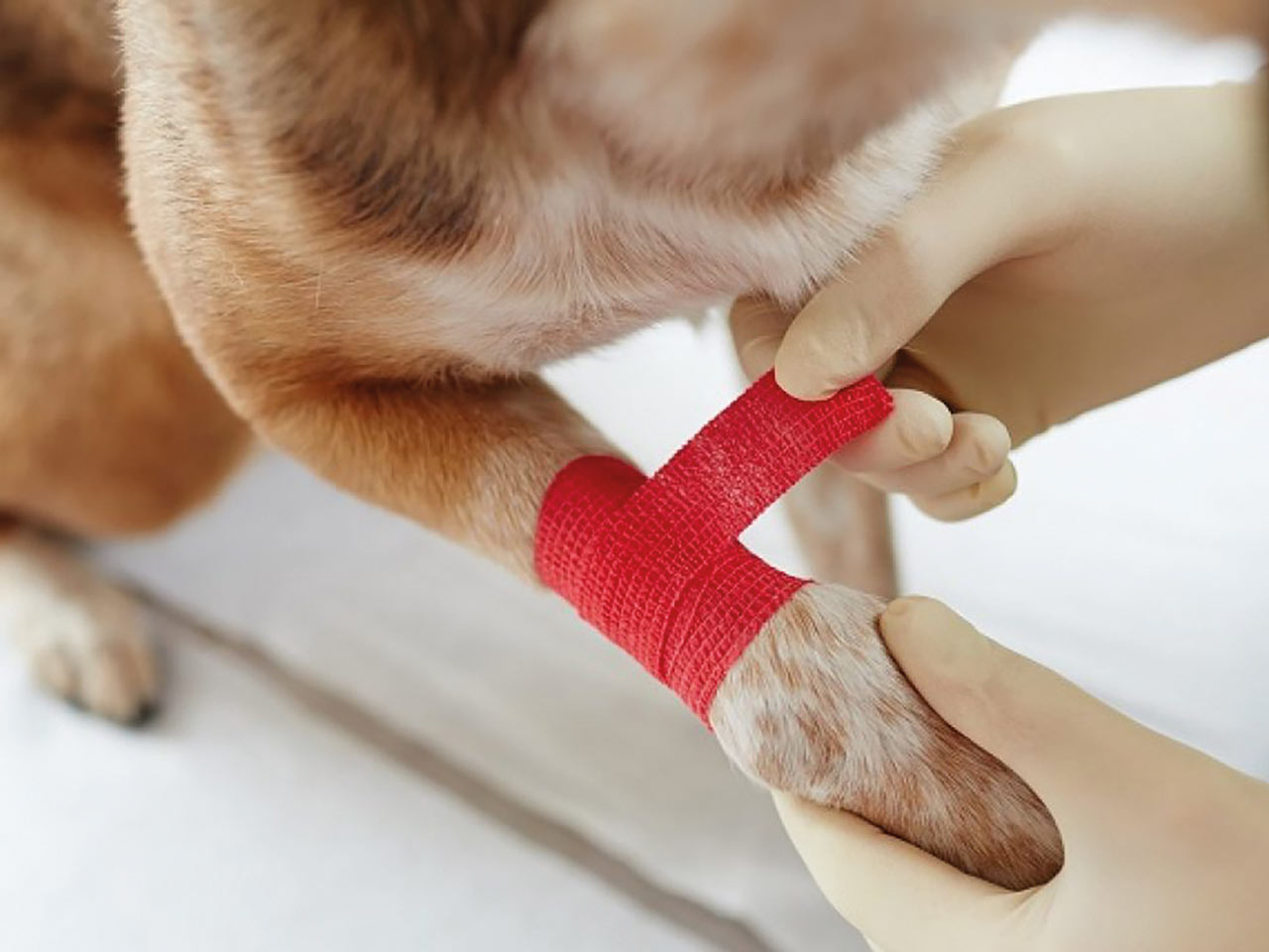 pronto soccorso cane