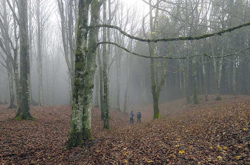 20211129-Emilia-R-Faggeta-Foreste-casentinesi