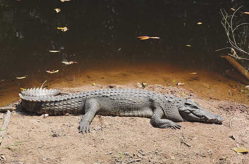 20220429_097_Parco-nazionale-Khao-Yai_sentiero-cascata-Hawei-Sawat_coccodrillo