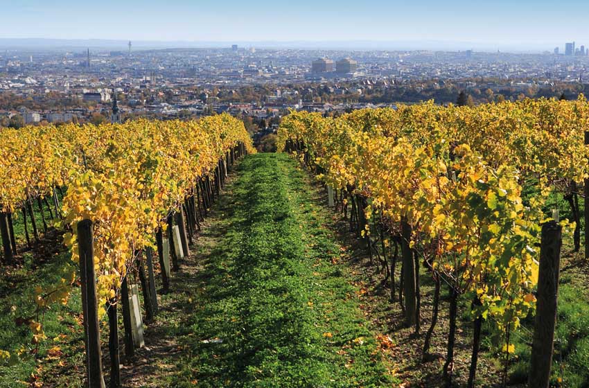 20220505_vigneti-nei-pressi-di-Vienna
