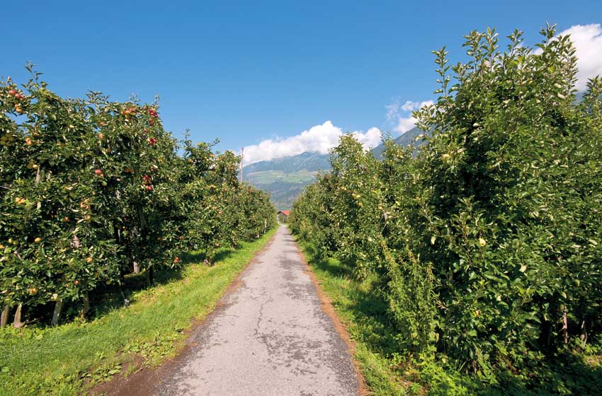 20220510_percorso-lungo-canali-d-irrigazione-da-Morter_attraversa-campi-di-mele