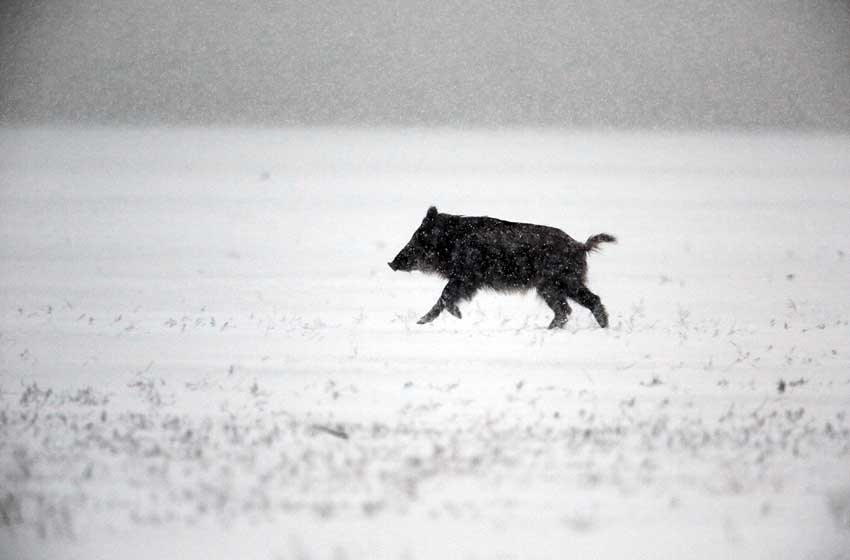 20222804_cinghiale-in-una-bufera-di-neve