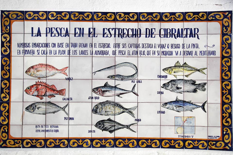 Città di Tarifa - targa in ceramica che illustra le specie di tonno presenti nelle acque intorno a Gibilterra.