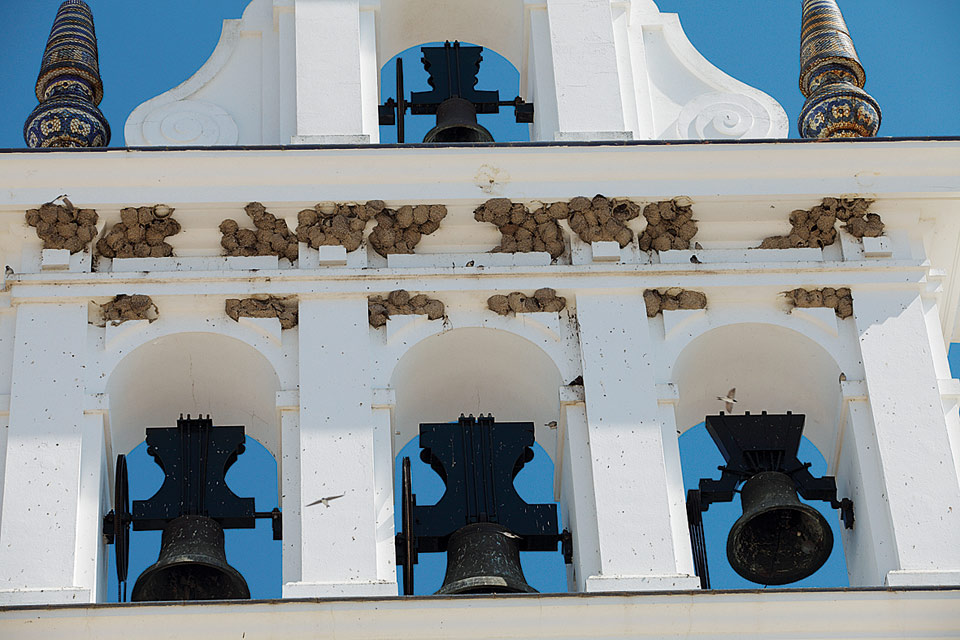 nidi su un campanile