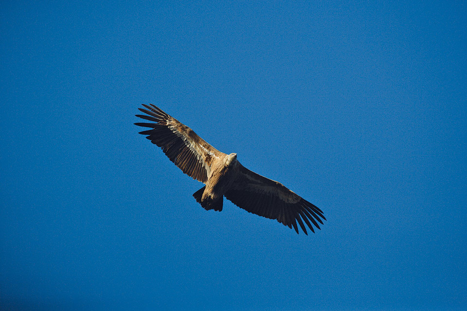 grifone in volo