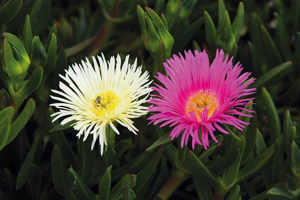 Flora spontanea