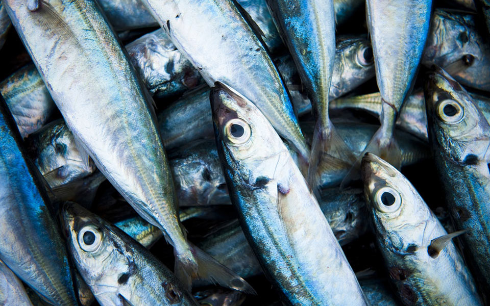 Il pesce in gravidanza favorisce lo sviluppo del cervello e della vista dei  piccoli - Pleinair