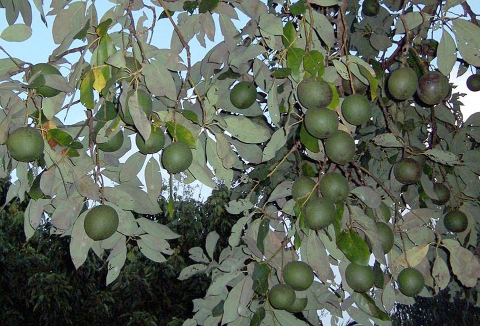 Avocado3_ff