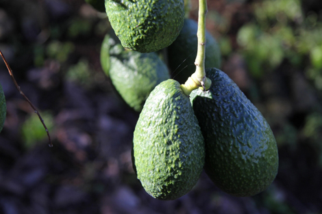 Avocado5_ff