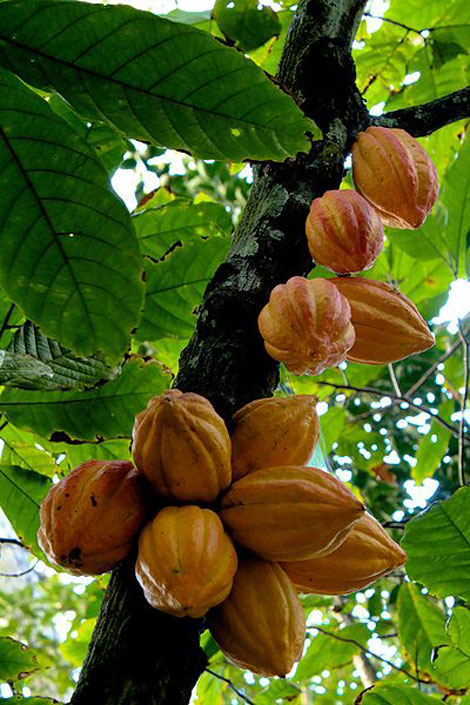 Albero del cacao