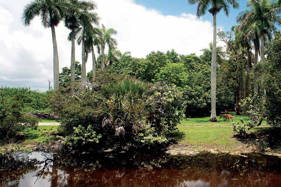Parco nazionale delle Everglades