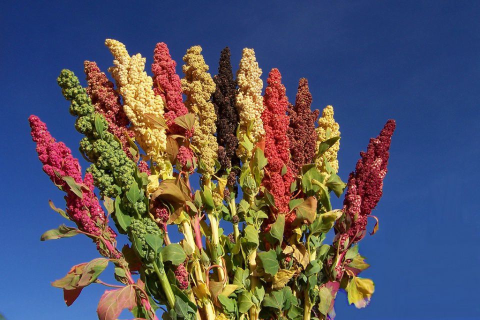 Quinoa2_ff