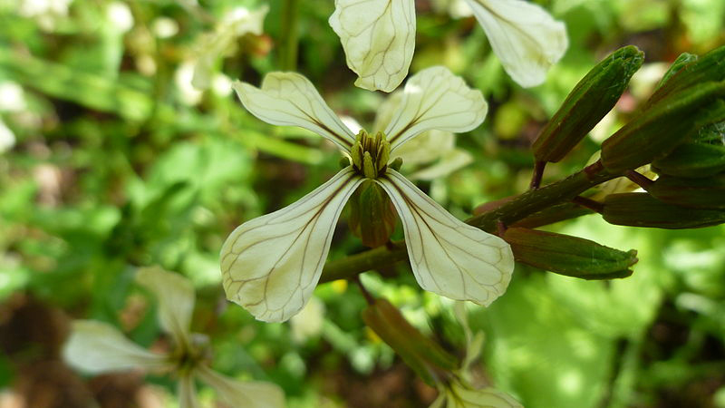 Rucola5_ff