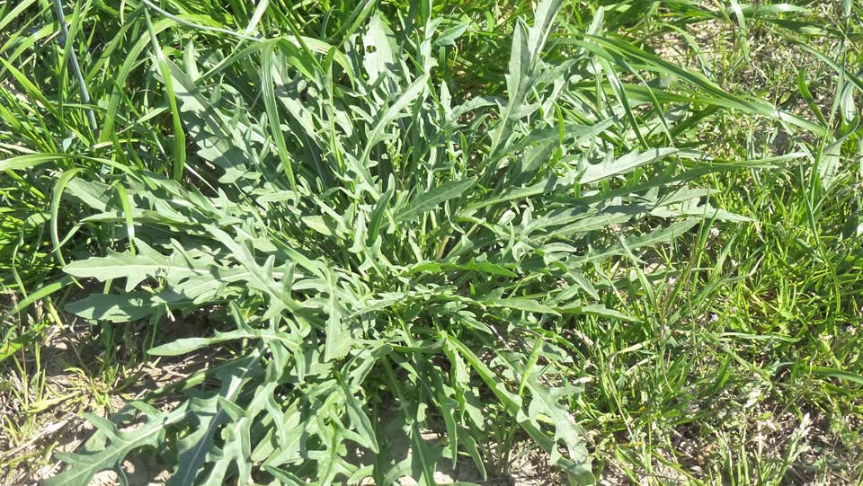 Rucola7_ff