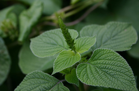 Salvia_1