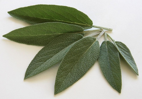 Salvia_3