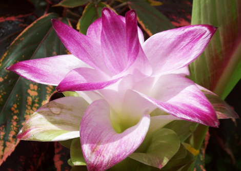curcuma4