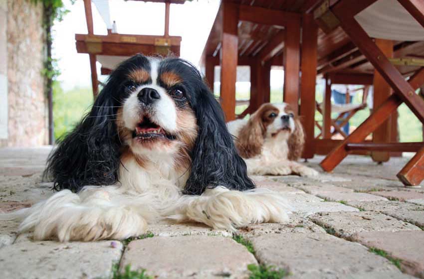 Mogol-cane razza Cavalier King-campagna-casa