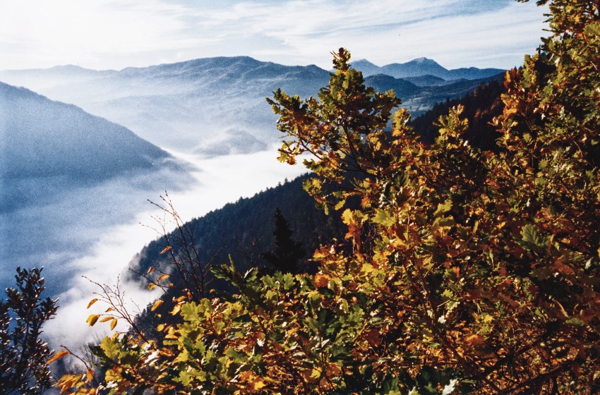 Marche-Acqualagna-autunno-nebbia-Gole del Furlo-foglie-alberi