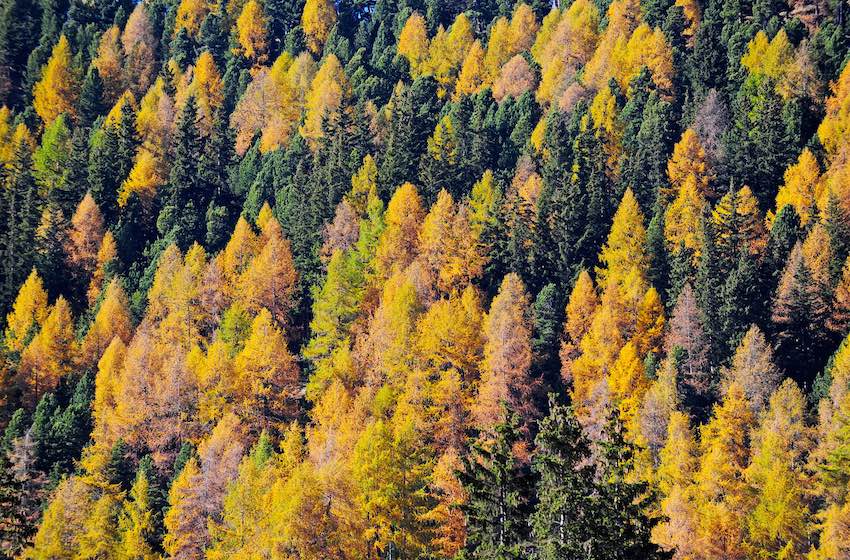 alberi autunnali