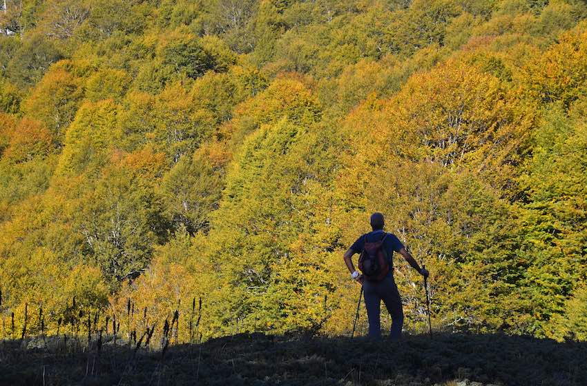 Fotografare l’autunno alberi