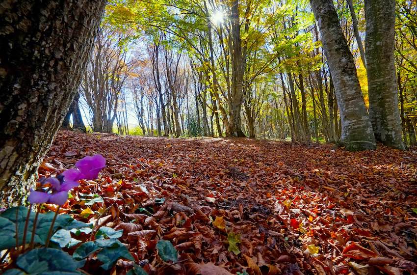 Fotografare l’autunno bosco