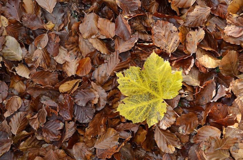 Fotografare l’autunno foglie