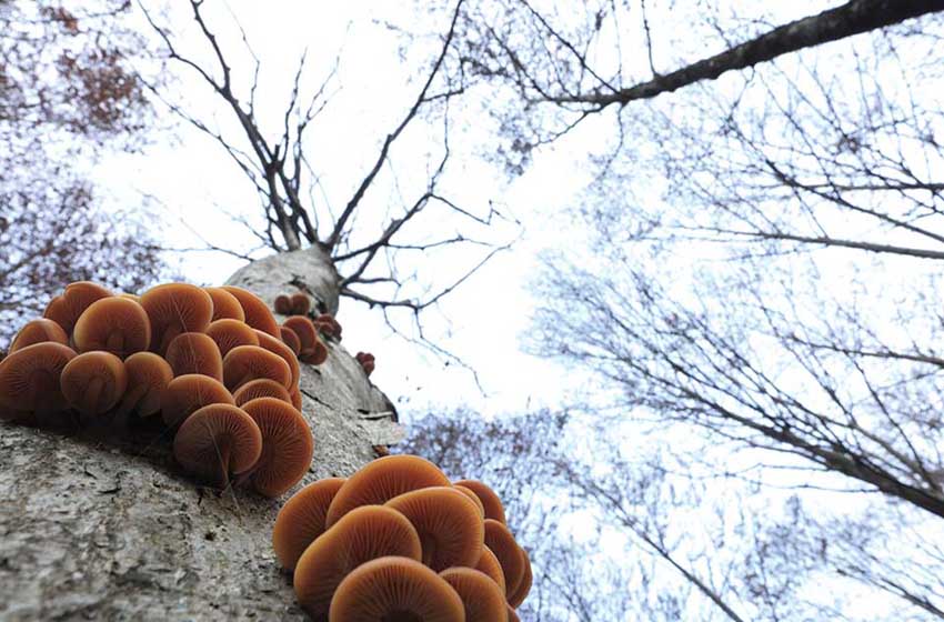 Friuli Venezia Giulia-Val d'Arzino-faggio-funghi-autunno