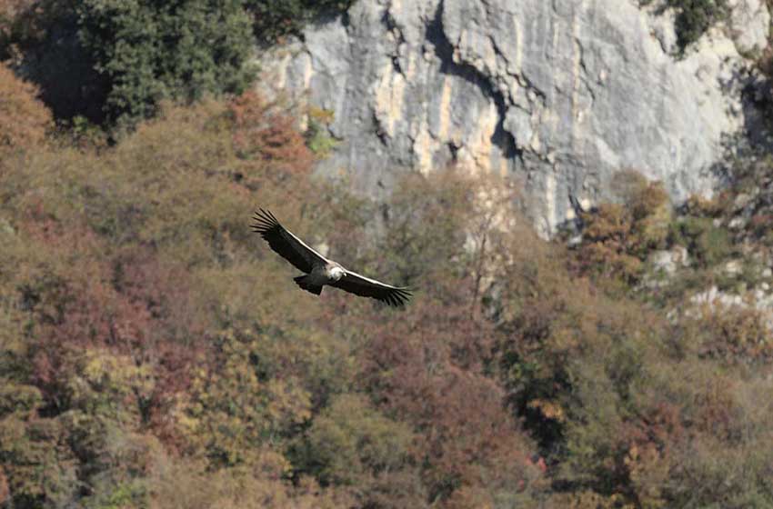 Friuli-Val d'Arzino-Riserva Naturale Lago di Cornino-grifone in volo-foliage-autunno