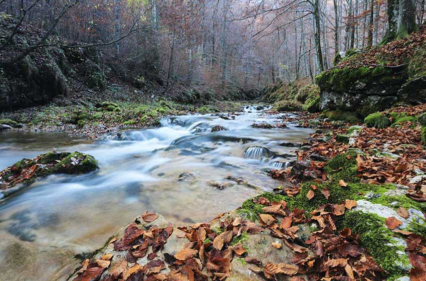 Friuli Venezia Giulia-Vald D'Arzino-faggeta-fiume-foglie-autunno
