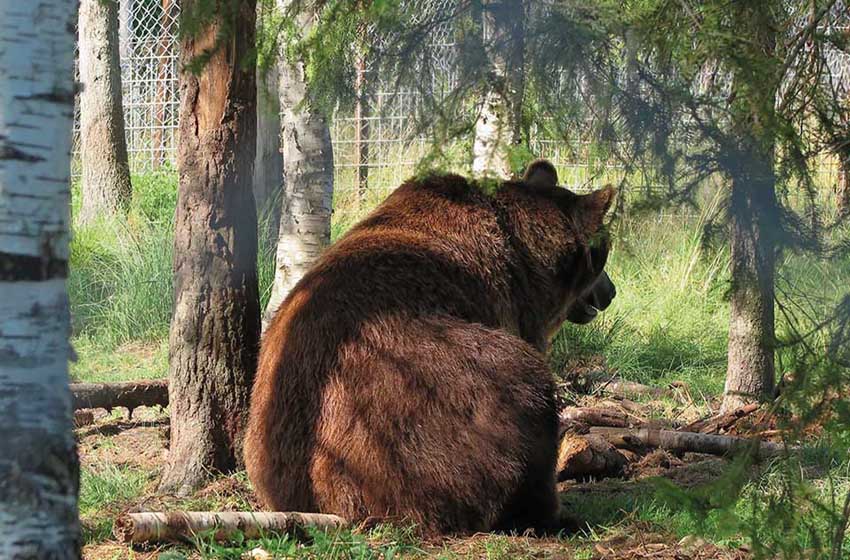 Finlandia-ospite-riserva Suurpetokeskus di Kuusamo- orso-bosco