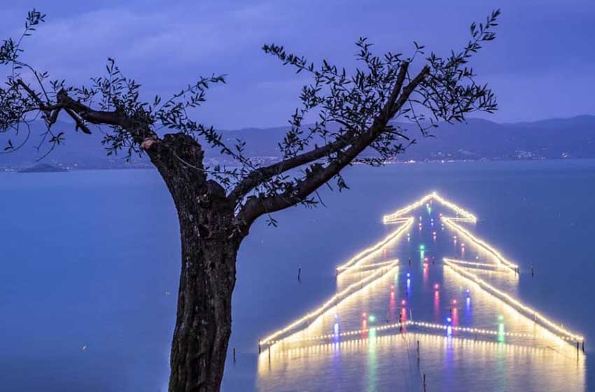 Umbria-Luci sul Trasimeno-Castiglione del Lago-albero sul lago
