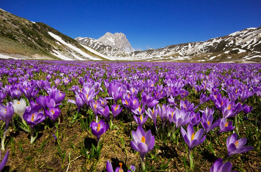 campo-imperatore-fiori