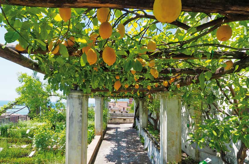Campania-Salerno-Giardino della Minerva-pergolato di limoni-vista sul golfo di Salerno