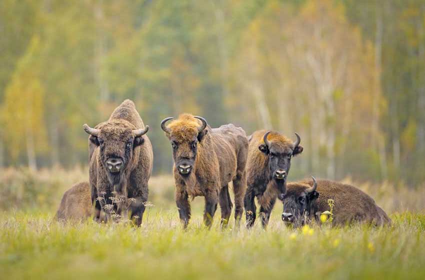 Polonia-Bialowieza-bisonti nella foresta
