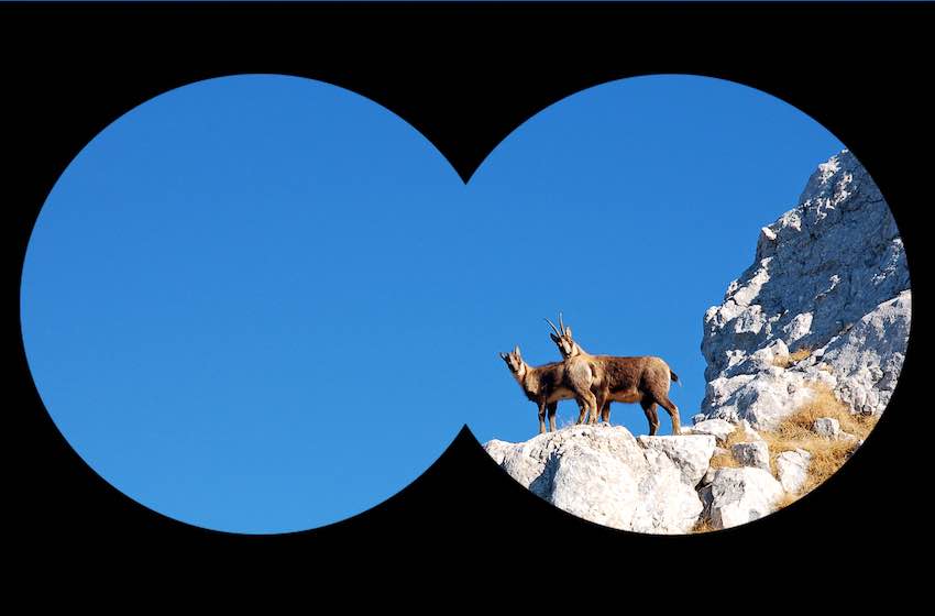 choose binoculars