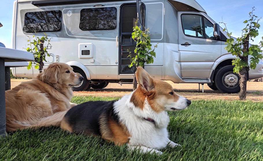 cani in camper