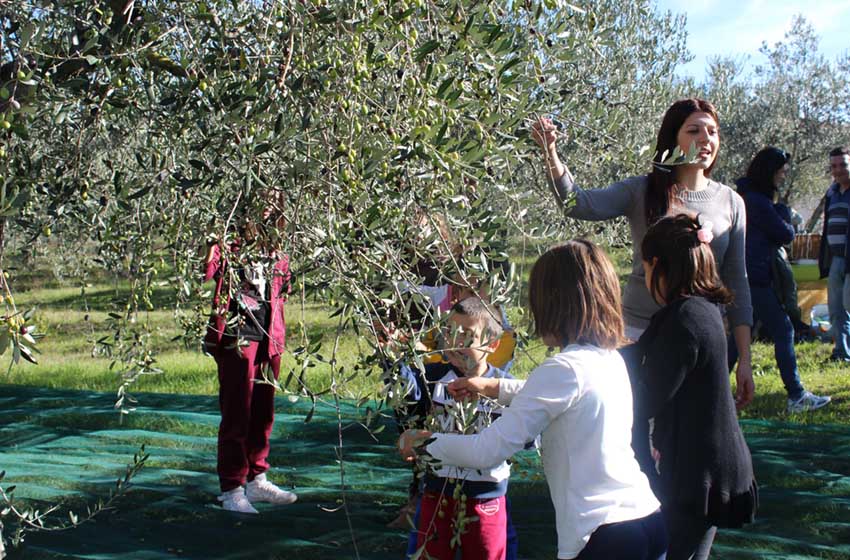 Umbria-Frantotipico-Castel Ritaldi-raccolta olive-bambini-ulivo