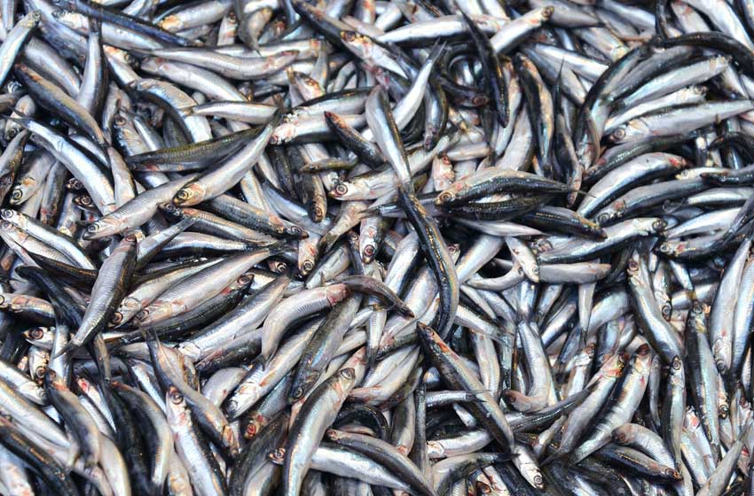 Sardine pesce