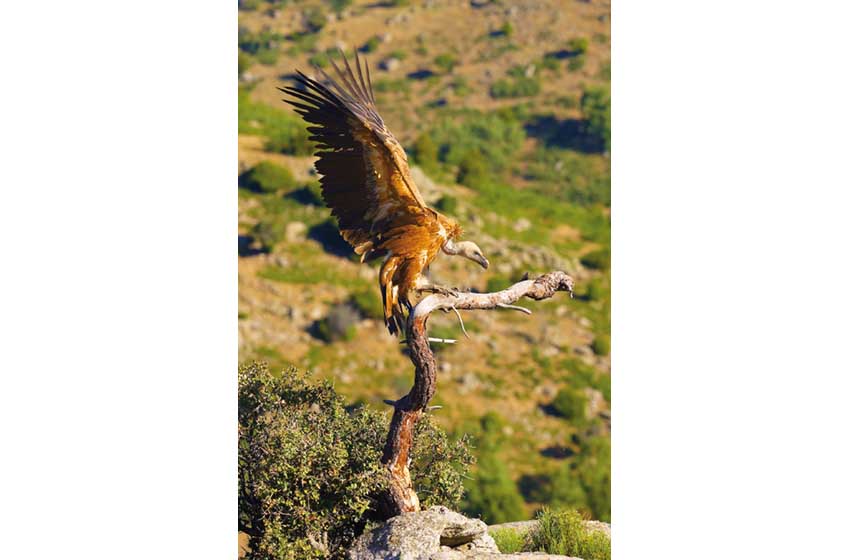 Spagna-Estremadura-Sierra de las Corchuelas-grifone