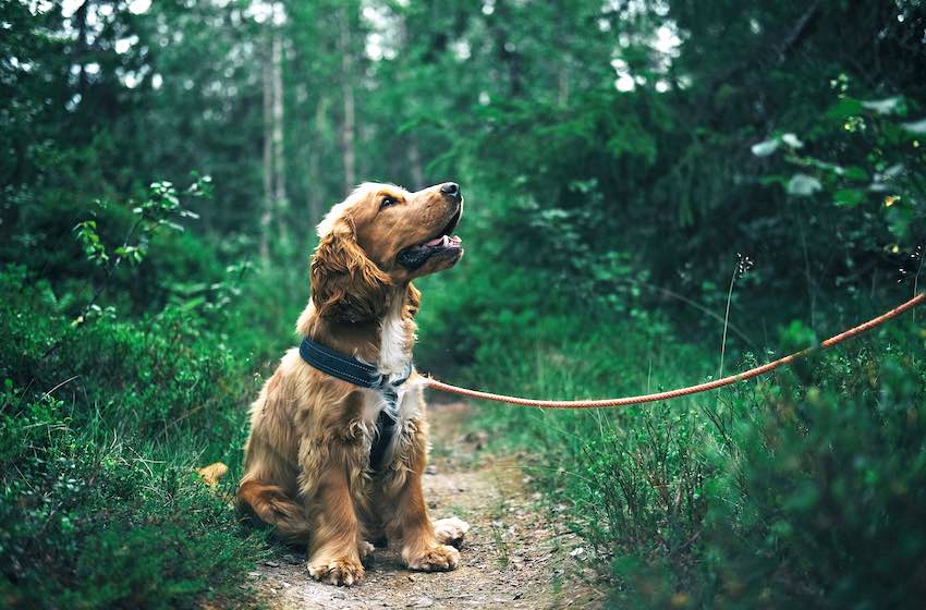 escursioni con i cani