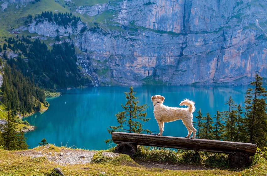escursioni con i cani