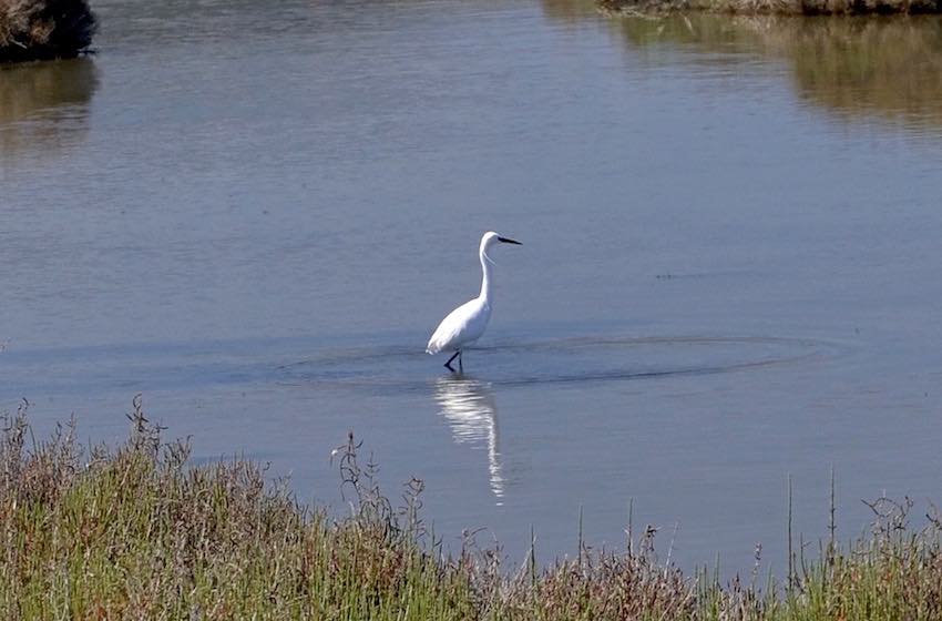 maremma feniglia