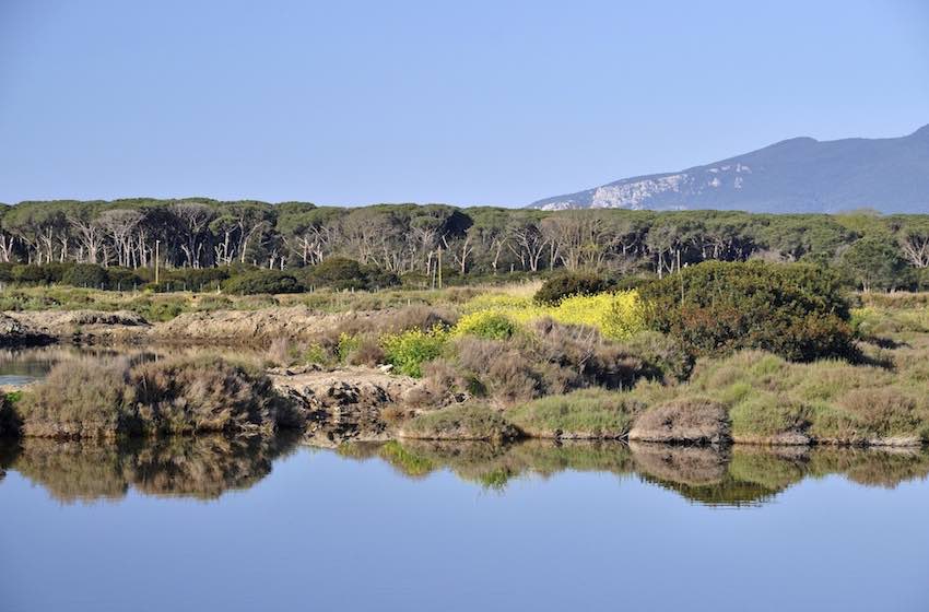 maremma feniglia