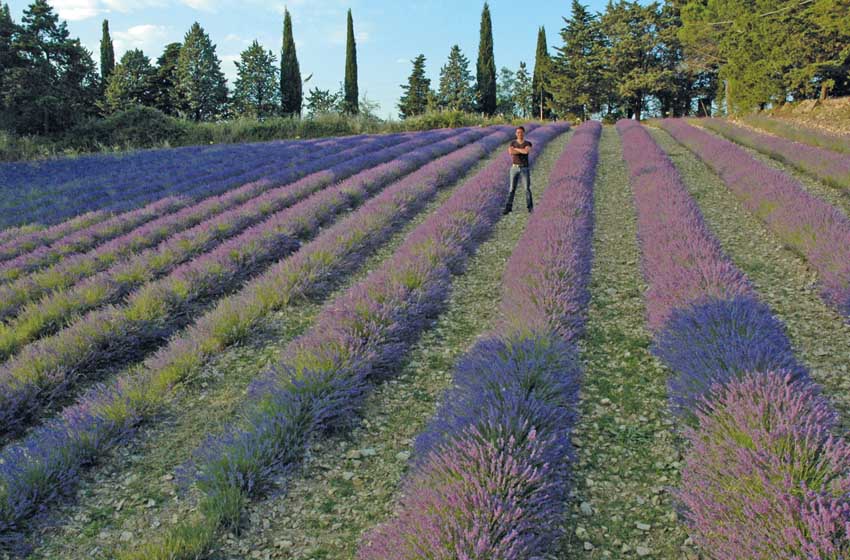 Giottiline Toscan 74 GC Lavanda