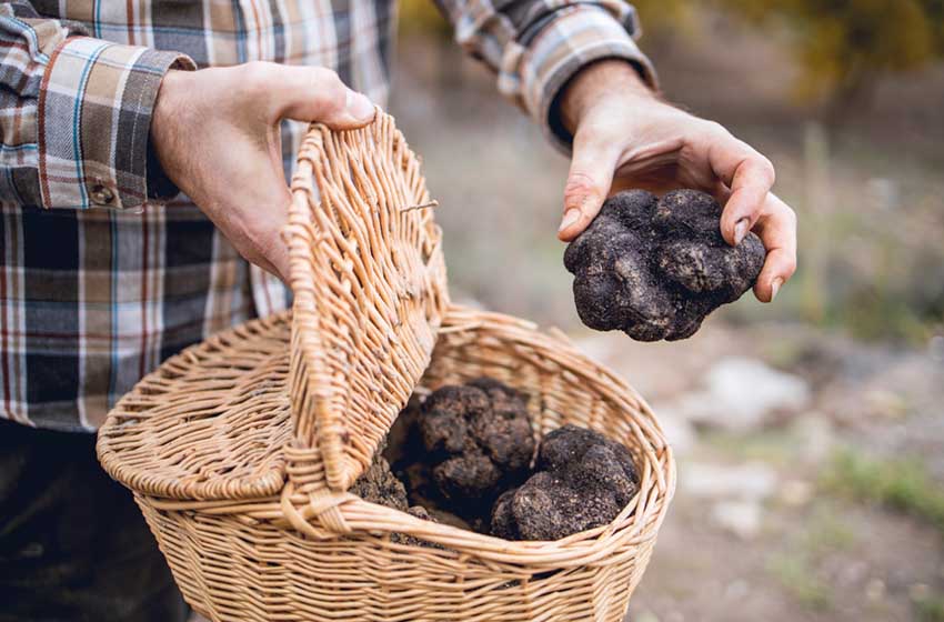 Umbria-Valnerina-Sellano-tartufo nero