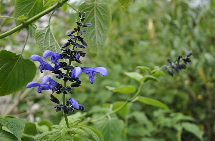 Lazio-Cisterna di Latina-Latina-Giardino di Ninfa-iris