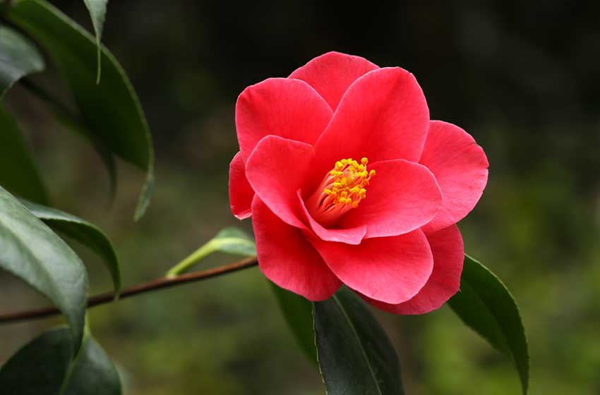 Lazio-Latina-Cisterna di Latina-Giardino di Ninfa-camelia