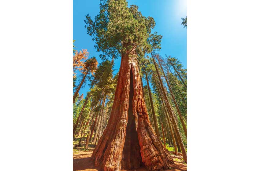 Stati Uniti, Sequoia and Kings Natural Park